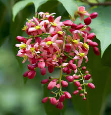 Image result for Toona