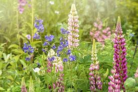 Check spelling or type a new query. Best Garden Plants For Year Round Colour All Year Round Plants