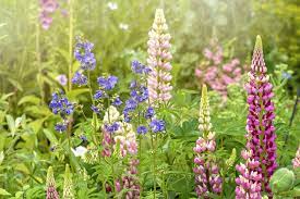Outside flowers that last all year. Best Garden Plants For Year Round Colour All Year Round Plants