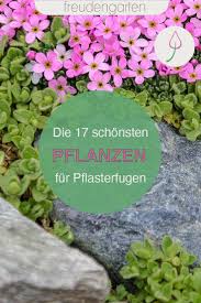 Die 17 Schonsten Pflanzen Zum Begrunen Von Fugen In 2020 Pflanzen Winterharte Stauden Garten