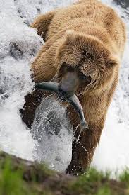 So Amazing Wow Bear Fishing Animals Beautiful Nature Animals