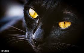 Download Premium Photo Of Macro Of Cat Pet Mammale Animal 52407 Pets Pets Cats Puppy Portraits