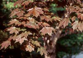 Deborah norway maple is a versatile tree which can be planted almost anywhere. Acer Platanoides Deborah Landscape Plants Oregon State University