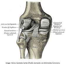 A tendon or sinew is a tough band of fibrous connective tissue that connects muscle to bone and is capable of withstanding tension. Introducing The Knee Anatomy And Biomechanics International Association For Dance Medicine Science