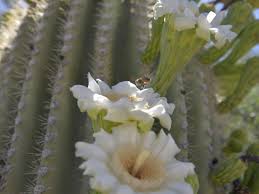 Both under and overwatering are incredibly common issues among cacti. In Bloom Tohono Chul Tucson Az