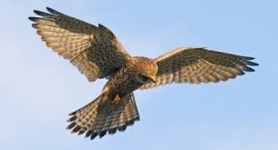 Check spelling or type a new query. Harriers Hawks And Falcons Oh My How To Identify Birds Of Prey The Wildlife Trust For Lancashire Manchester And North Merseyside