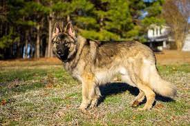 The shiloh shepherd will do okay in an apartment if it gets enough exercise. Shiloh Shepherd Complete Guide Info Pictures Care More Pet Keen