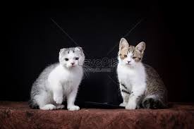 Pembahasan kali ini tentang gambar kucing dengan judul 30+ gambar anak kucing anggora dan persia. Dua Ekor Anak Kucing Gambar Unduh Gratis Imej 501625180 Format Jpg My Lovepik Com