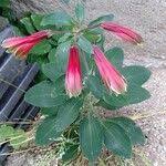 Image result for Alstroemeria pulchella