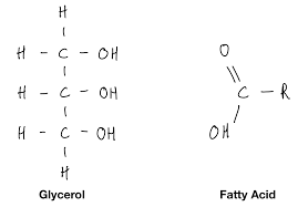 Image result for Fatty Acid