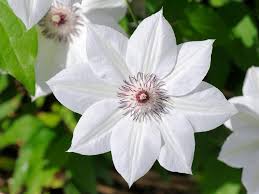 Now you can enjoy flowers downloading these beautiful flower wallpaper. 20 Types Of White Flowers For Your Garden Hgtv