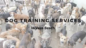 Top 10 Dog Training Services In Vero Beach Vero Vine