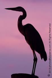 Birds That Sing At Night In Florida Florida Water Birds Wlpearce Heron Art Shadow Painting Silhouette Art