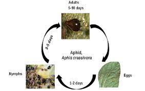Laboratoire de biométrie et biologie évolutive, cnrs, université lyon 1. Fenugreek Insect Pests Vikaspedia