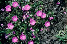 Image result for Geranium sanguineum Max Frei