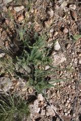 Image result for Lophiocarpus polystachyus