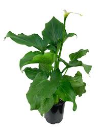 Image result for Zantedeschia aethiopica