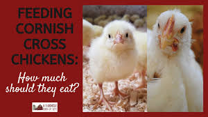 Someone asked me recently, what, exactly, is a rock cornish game hen? Feeding Cornish Cross Chickens How Much Should They Eat A Farmish Kind Of Life