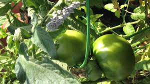 Check spelling or type a new query. What S That Green Worm On My Tomato Plant Organic Plant Care Llc Organic Lawn Plant Health Service In Hunterdon Morris Somerset Union Counties Nj And Bucks County Pa