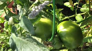 Then we went out to find the little buggers. What S That Green Worm On My Tomato Plant Organic Plant Care Llc Organic Lawn Plant Health Service In Hunterdon Morris Somerset Union Counties Nj And Bucks County Pa