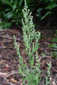 Image result for Chenopodium