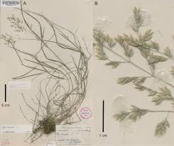 Image result for Poa binata