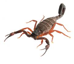 Check spelling or type a new query. Florida Scorpions Catseye Pest Control