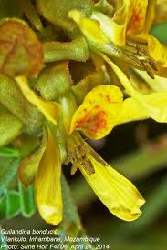 Image result for Guilandina bonduc