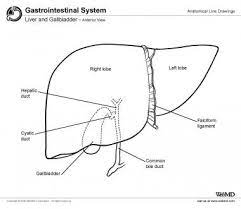 This video is all about. Gallbladder Anatomy Overview Gross Anatomy Microscopic Anatomy