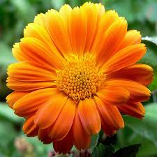 Download and use 200,000+ beautiful nature stock photos for free. Beautiful Nature Photos Relax With Amazing Natural Pictures Of National Parks Waterfalls Flowers Garden Pics Sunset Sunrise Landscape And Plants Fun Free Wallpaper Design App For Kids Adults Amazon De