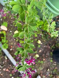Image result for Indigofera melanadenia