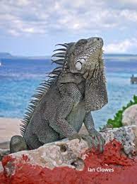 Pin On St Thomas Island Life