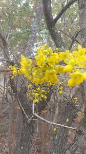 Image result for Ochna katangensis