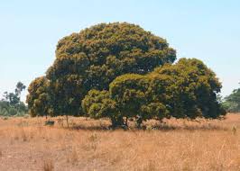 Image result for Ancylobothrys robusta