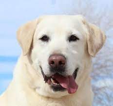 Some topics we can answer questions about Meet Maverick A Very Handsome Yellow Labrador Retriever Who S Favorite Thing Is Being With His Best Friend Maggie Also A Yell Lab Dogs Pets Dogs And Puppies