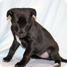 Owners must complete their portion of the paperwork and mail in the registration to the akc along. Howell Mi Schipperke Meet Schipperkee Female A Pet For Adoption