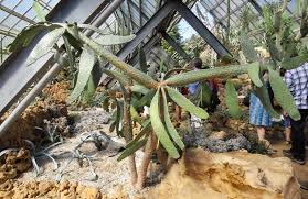 If you're having trouble finding them, keep reading and we'll. Floppy Eared Cactus Has Links To A Sicilian Road Kill And Detention Camp