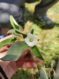 Image result for Ipomoea chloroneura
