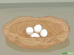How To Tell If A Bird Egg Is Infertile 5 Steps With Pictures