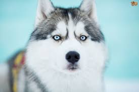 Dog Breeds Siberian Husky Siberian Husky Siberian Husky How