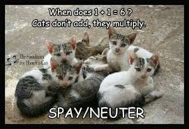 Rather, lack of exercise and overfeeding will cause your. 15 Spay And Neuter Quotes Ideas Neuter Spay Animal Rescue
