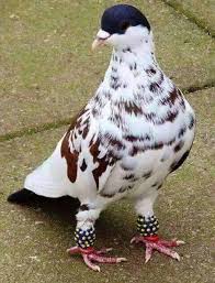Chocolate Chip Cookie Dough Pigeon Breeds Pet Birds Beautiful Birds