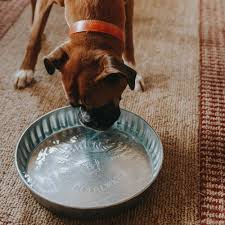 Notion (tall) dome lid (pet) notion (cube) dome lid (pet) abyss dish dome lid (pet) square dome lid (pet) shooter glass lid (pet) 3 oz. Galvanized Pet Supplies Pet Water Dish Locking Storage