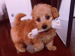 They would pick up training very quickly, though, at times might display obstinate behavior. Doxiepoo 8 Amazing Facts About Daschund Poodle Crossbreed