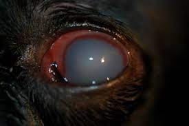 There are numerous causes of uveitis. Glaucoma In Dogs Animal Eye Clinic