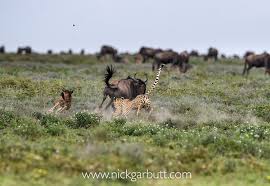 Chapter 34 june 15, 2021. Males Cheetah Chasing Wildebeest Nick Garbutt
