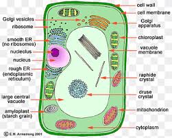 A few years back, my son had to make a 3d plant cell for science class. Plant Cell Cel Lula Animal Biology Cells Biology Cell Animal Png Pngwing