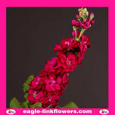 Image result for Matthiola