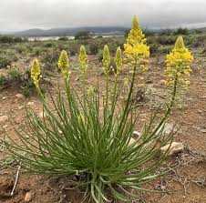 Image result for Bulbine abyssinica