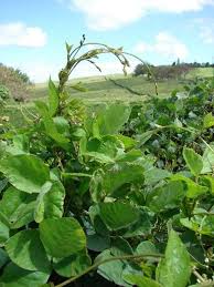 Image result for Neonotonia wightii